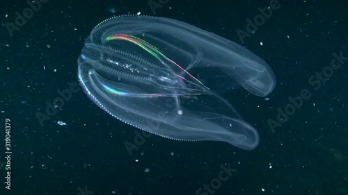 Warty comb jelly (Mnemiopsis leidyi) on a dark background shimmers in bright colors. photo
