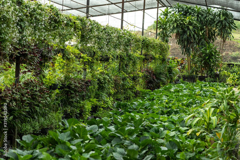 Greenhouse full of green plants.