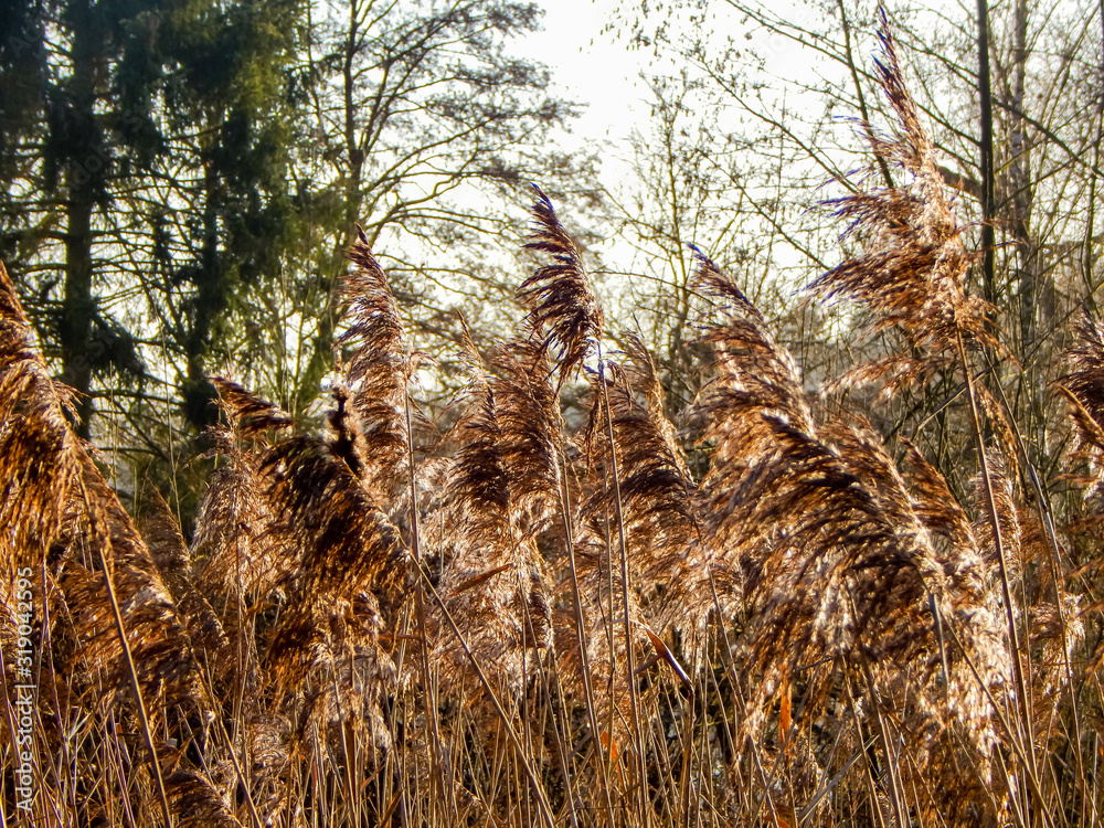 Fototapeta premium trees in forest
