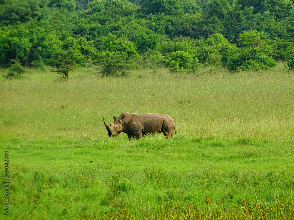 Nashorn, Perissodactyla, Breitmaulnashorn, Spitzmaulnashorn, Panzernashorn, Rhinozeross im Nairobi Nationalpark Tanzania