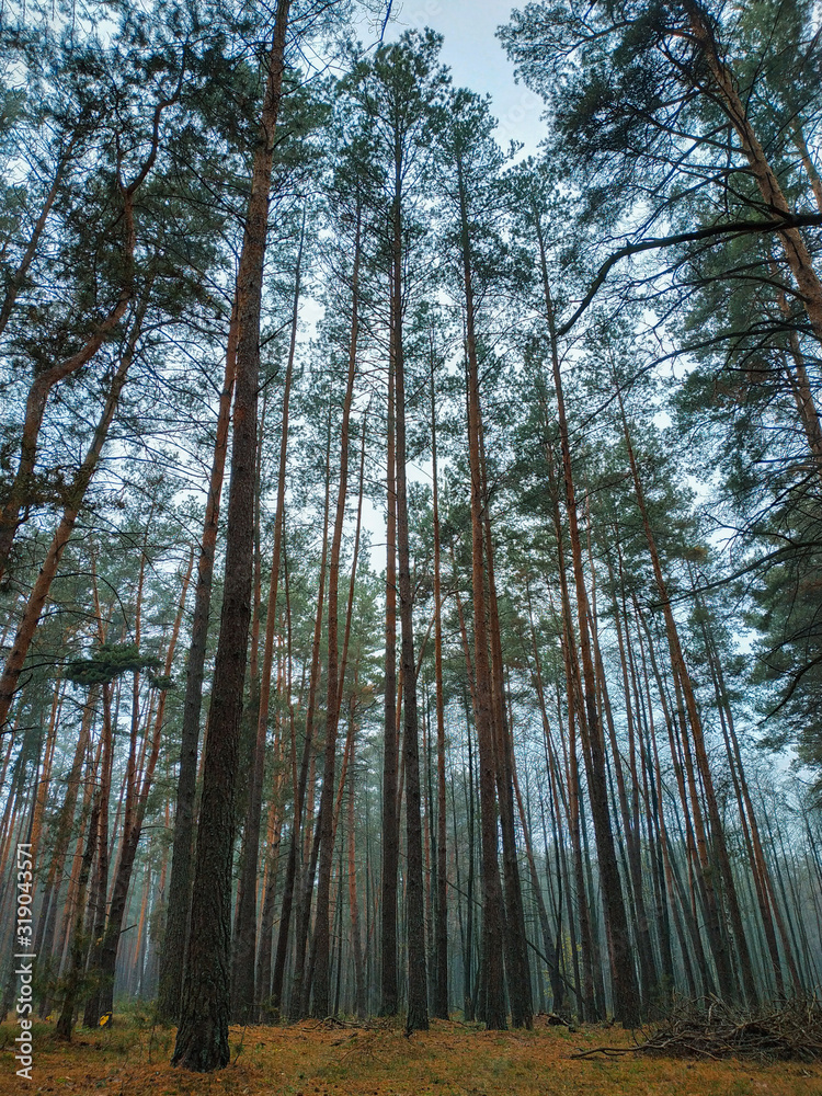 mystical plant green tree forest texture with fog mystical plant green tree forest texture with fog