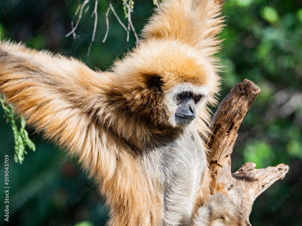 Obraz premium a gibbon monkey in a tree