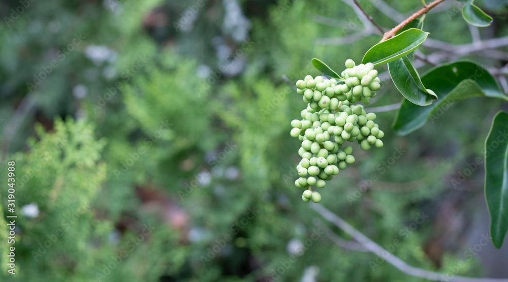 Fruits and leaves of Ilex pedunculosa tree. Close-up. Fruits and leaves of Ilex pedunculosa tree. Close-up.