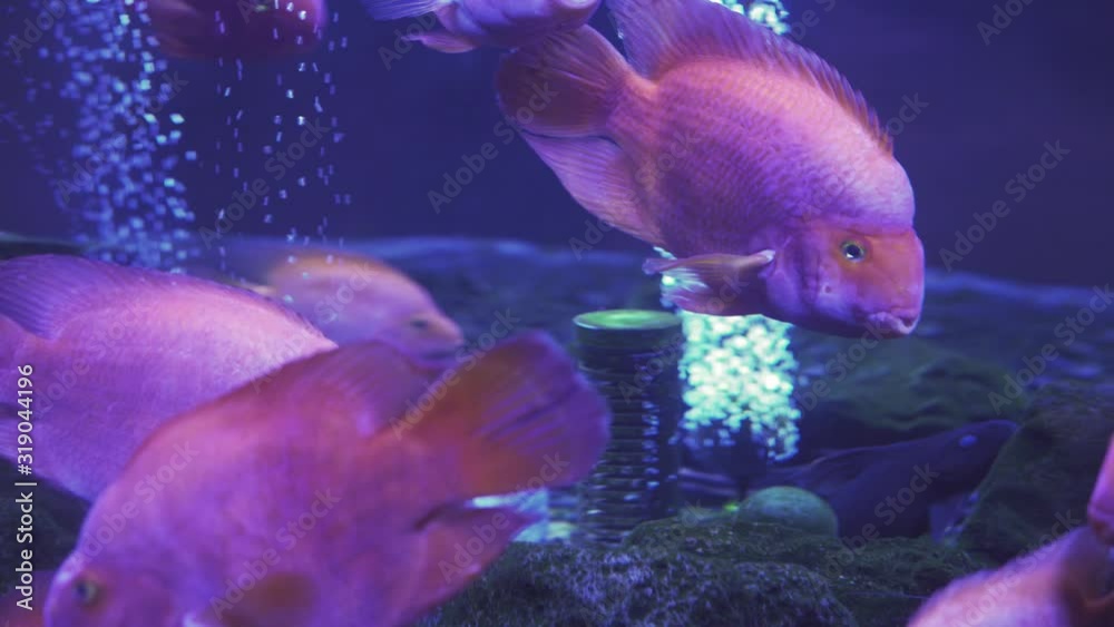 blood parrot cichlid or parrot cichlid, big beautiful red fish in the