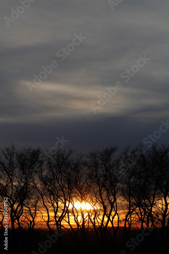 Silhouette of trees on a background of fiery sunset.