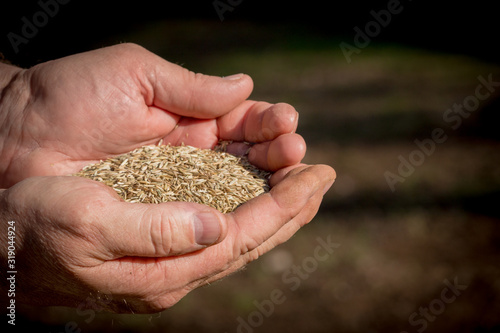 Closeup of man's hands holding grass seed. Hands are dirty from working.