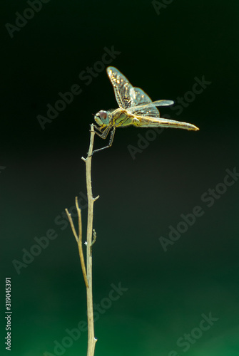 Dragonfly on a stick with blurred background