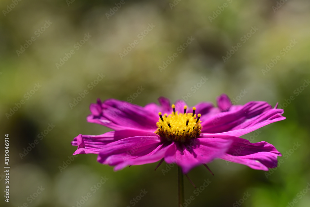 Obraz premium Close-up of a bright purple meadow flower with yellow pollen in summer in front of a meadow with bright spots of light as a background