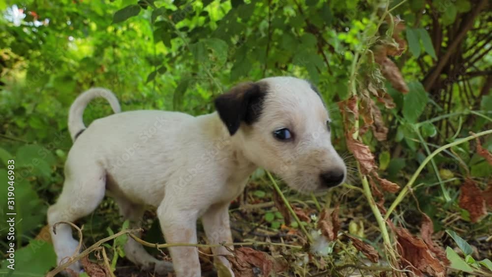 Homeless puppies on the streets of the city. Homeless puppies on the streets of the city.