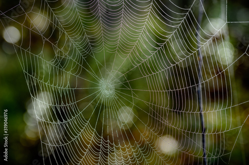 spider web with water drops from the morning dew