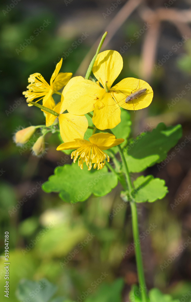 Yellow celandine flowers with a stonefly on a petal. Yellow celandine flowers with a stonefly on a petal.