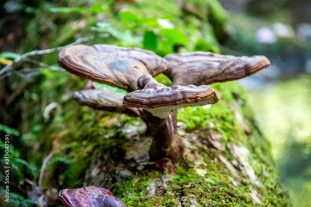 Strange looking mushroom growing on the side of a tree