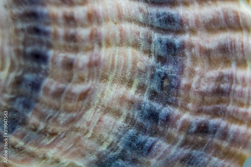 Macro image top side of a sea mussel