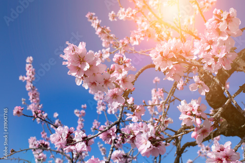 Spring blossom background. Beautiful nature scene with blooming tree on sunny day. Spring flowers. Beautiful orchard in Springtime. Abstract background.