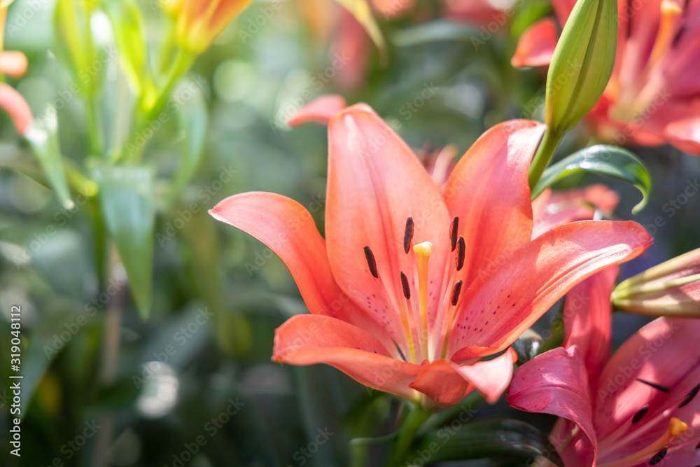 Fototapeta premium The background image of the colorful flowers