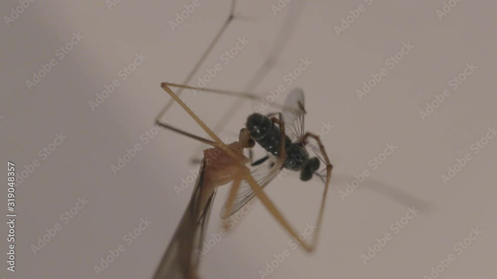 Insect