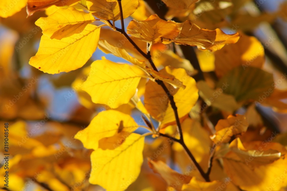 autumn leaves on tree