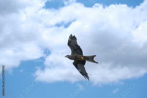 Eagle Soaring through the sky © Brandan