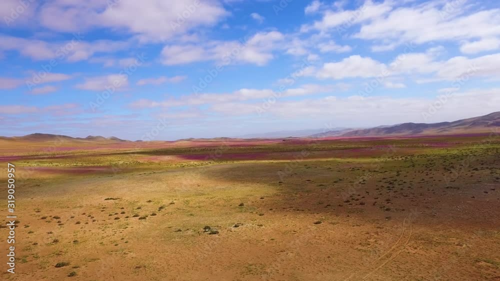 aerial view with drone at low altitude on a sunny day of the Atacama desert covered with flowers in the biggest bloom in the last 20 years, moving to the right aerial view with drone at low altitude on a sunny day of the Atacama desert covered with flowers in the biggest bloom in the last 20 years, moving to the right