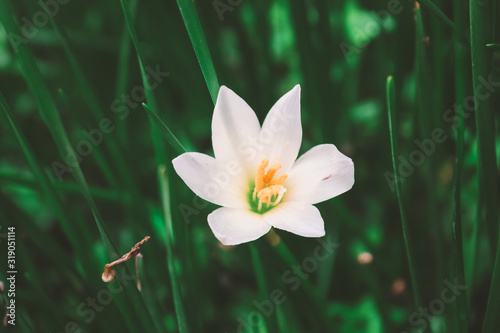 Zephyranthes Lily  White rain Lily is agenus of temperate and tropical plants in the Amaryllis family.