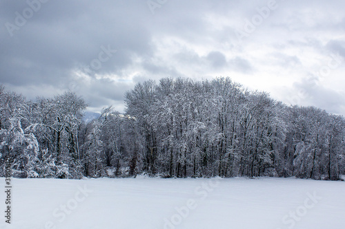 winter mountain landscape with snowy trees and blue dramtic sky wold nature outdoor