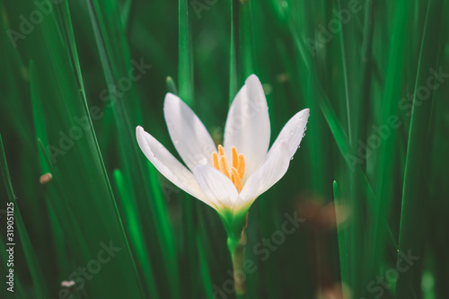 Zephyranthes Lily, White rain Lily is agenus of temperate and tropical plants in the Amaryllis family. photo