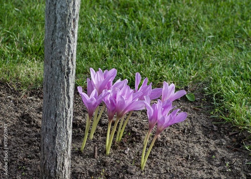 purple coldy flowers blooming on the soil in the garden next to the tree photo