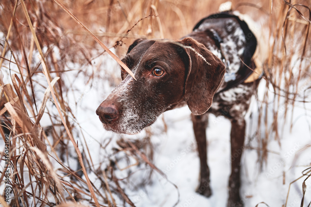 a purebred German Shorthaired Pointer hunting in the snow