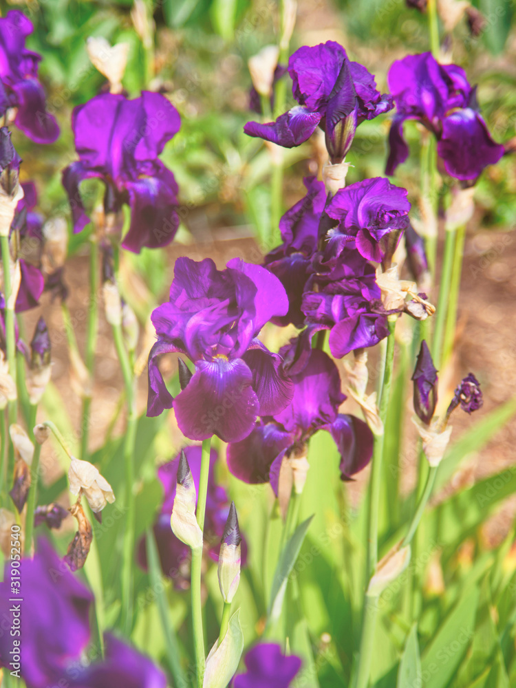 Purple Iris in the Kitchen garden in Audley, UK. Toned Purple Iris in the Kitchen garden in Audley, UK. Toned