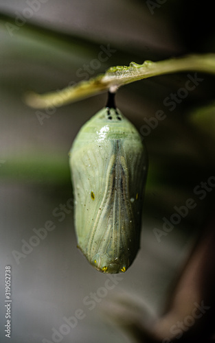 Monarch Cocoon photo