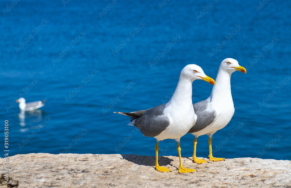 Seagulls resting on a quay wall by the sea Seagulls resting on a quay wall by the sea