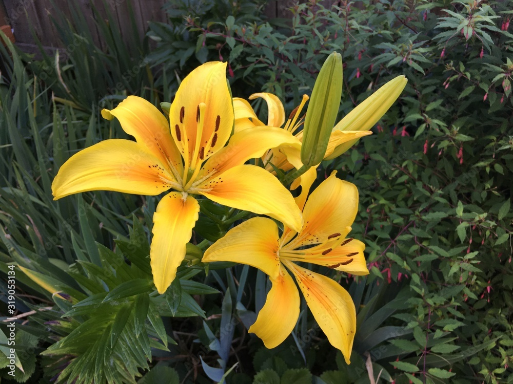 Obraz premium Yellow orchid