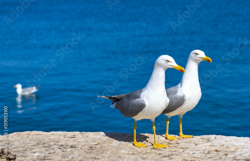 Seagulls resting on a quay wall by the sea