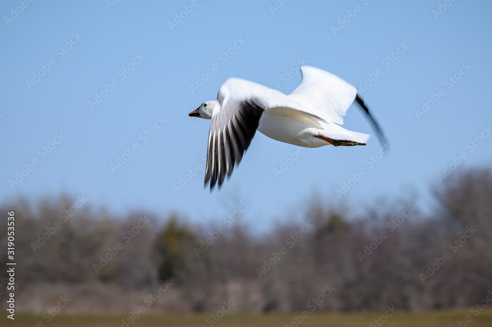 migratory snow goose in flight migratory snow goose in flight