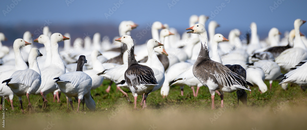 Obraz premium migratory snow geese