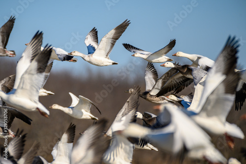 migratory snow geese flock