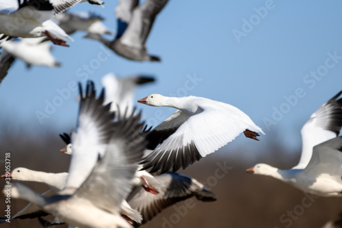 migratory snow geese in flight