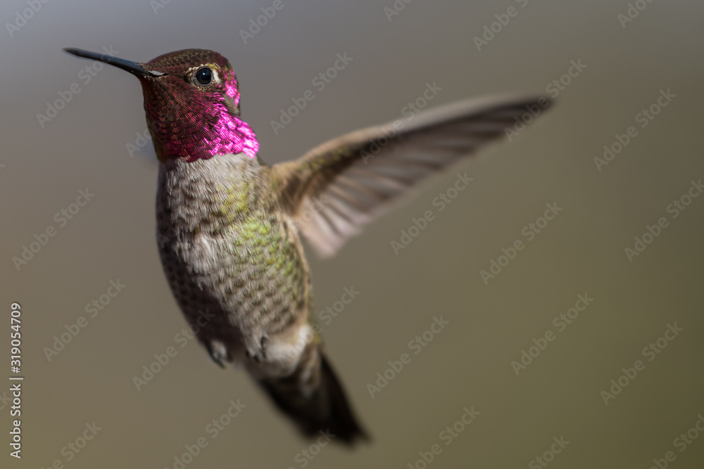 Fototapeta premium Hummingbird flying, flapping its wings in flight