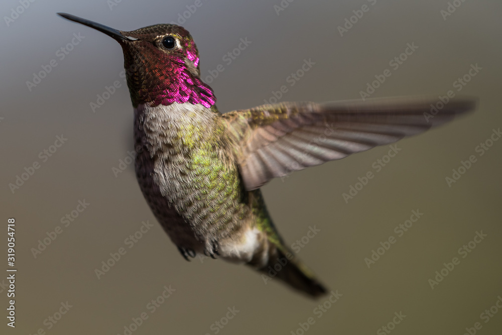 Fototapeta premium Hummingbird flying, flapping its wings in flight