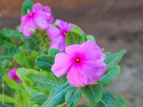 Flowers