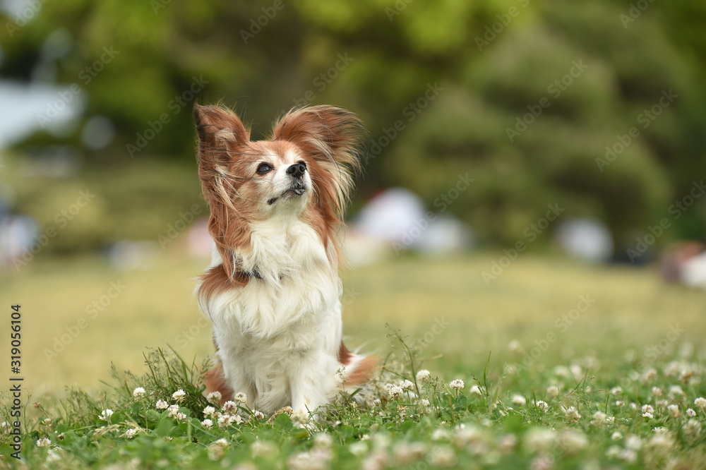 ミックス犬