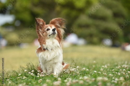 ミックス犬