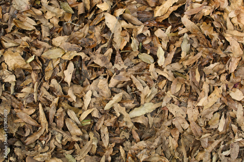 Otoño hojas secas