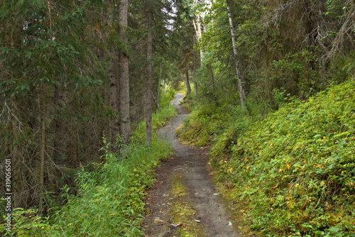 Hiking Alaska trails