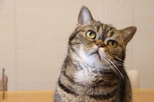 首をかしげる猫コピースペースアメリカンショートヘアー