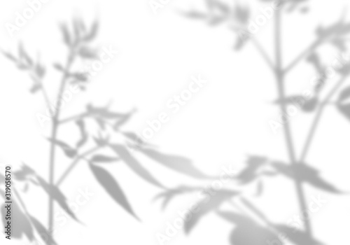 Summer background of shadows of leaf branches on a white wall. Blurry black-and-white image to overlay on a photo or mockup.
