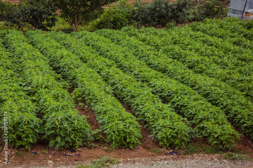 Village, farm, garden. photo
