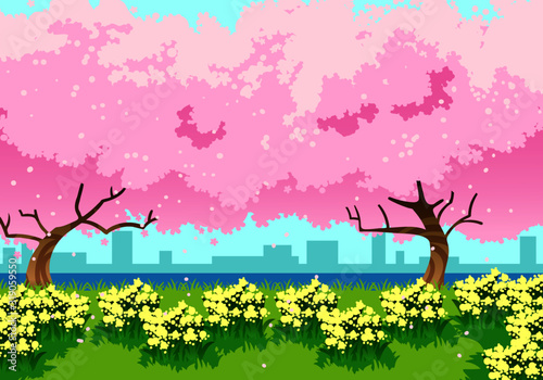 桜満開