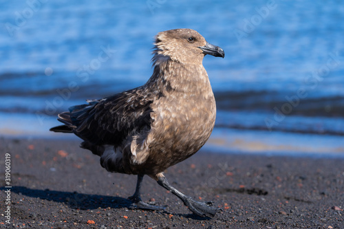 Suka bird walking on shoreline