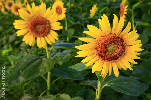 Fototapeta Naklejka Na Ścianę i Meble -  Sunflower grow in the wild